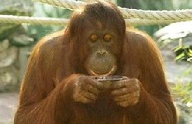 Orang-utan takes pictures