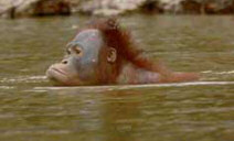 Orang-utans swimming