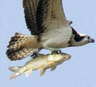 Osprey - Raining fish
