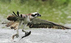 Osprey catching fish