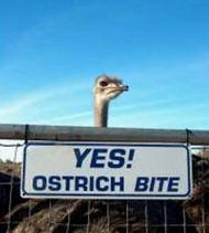 Funny Ostrich Pictures
