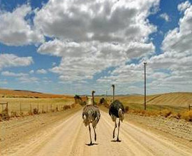 Picture of Ostriches