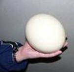 Ostrich Egg Facts