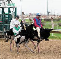 Ostrich Racing