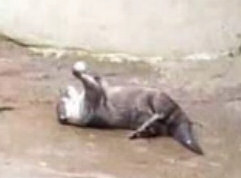 Otter juggling a ball