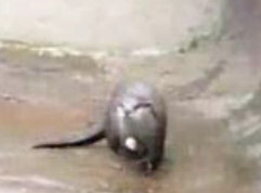 Otter video