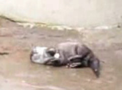 Otter juggling a ball