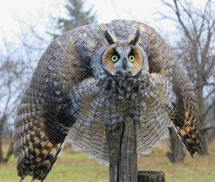 Owl Post