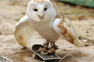 Owl Skateboarding
