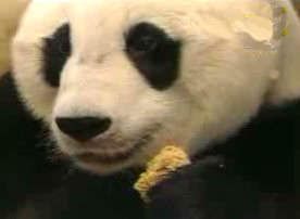 Picture of Panda