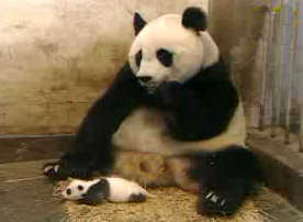 Picture of Panda