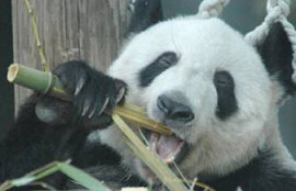 Panda Chewing Picture