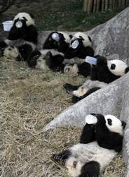 Pandas having a drink