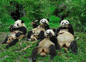 Funny Panda Picnic