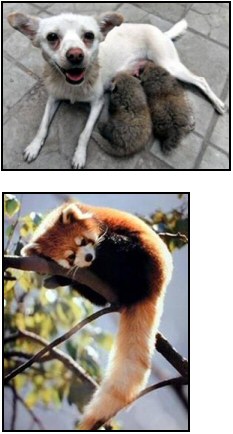 Dog adopts pandas