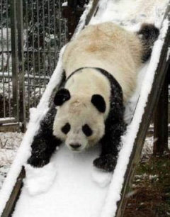 Panda slide