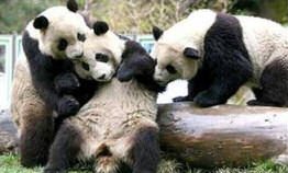 Pandas selected for Olympic tour