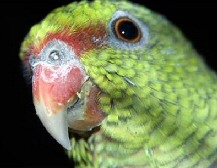 Willie Parrot Saves Baby's Life