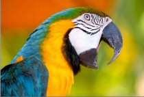 Left Handed Parrot
