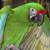 Parrot Saves Man