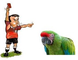 Referee Sends Off Parrot