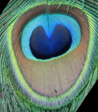 Peacock Eye