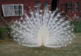 Interesting Facts about the White Peacock