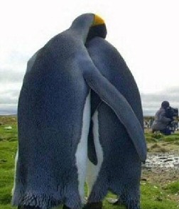 Two lovely penguins