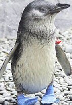 Penguin story - Blue feet