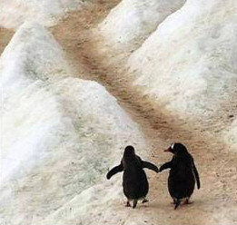 Penguin Love Story