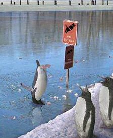 Funny picture of penguins - no diving notice