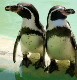 Funny picture of penguin and a polar bear - Funny Jokes Funny picture of penguin and a polar bear - Funny Jokes