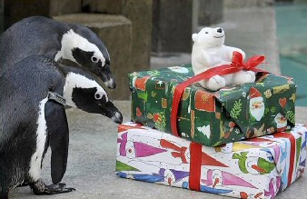 Penguin Christmas Present