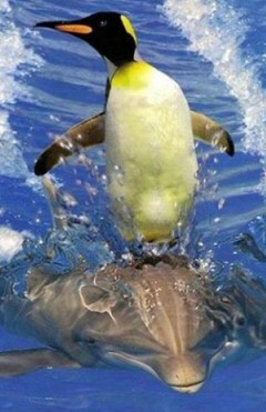 Surfing Penguin