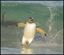 Penguin Surfing