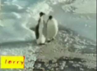 funny video clip - penguin trip