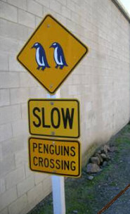 Slow Penguins Crossing