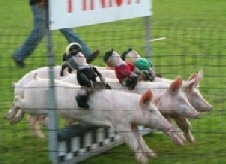 Pig Olympics