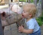 Funny Pigs story