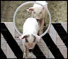 Pigs can jump through hoops