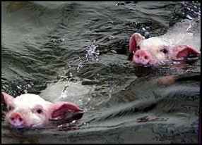 Pig Olympic swim