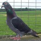 pigeon blog