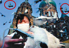 Pigeon Fake Zhang Liang