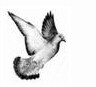 Pigeon Spy story