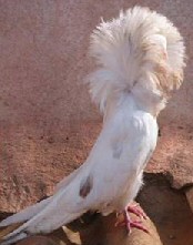 Pretty Pigeon