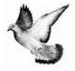 Pigeon Spy story