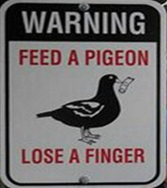 Funny Pigeon Stories