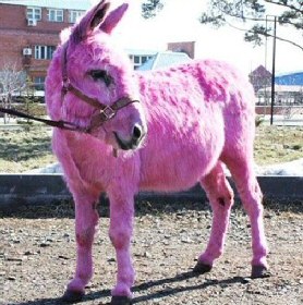 Pink Donkey