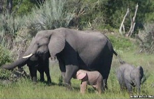 Rare baby pink elephant