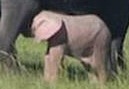 Rare baby pink elephant